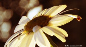 Prästkrage kvällssol