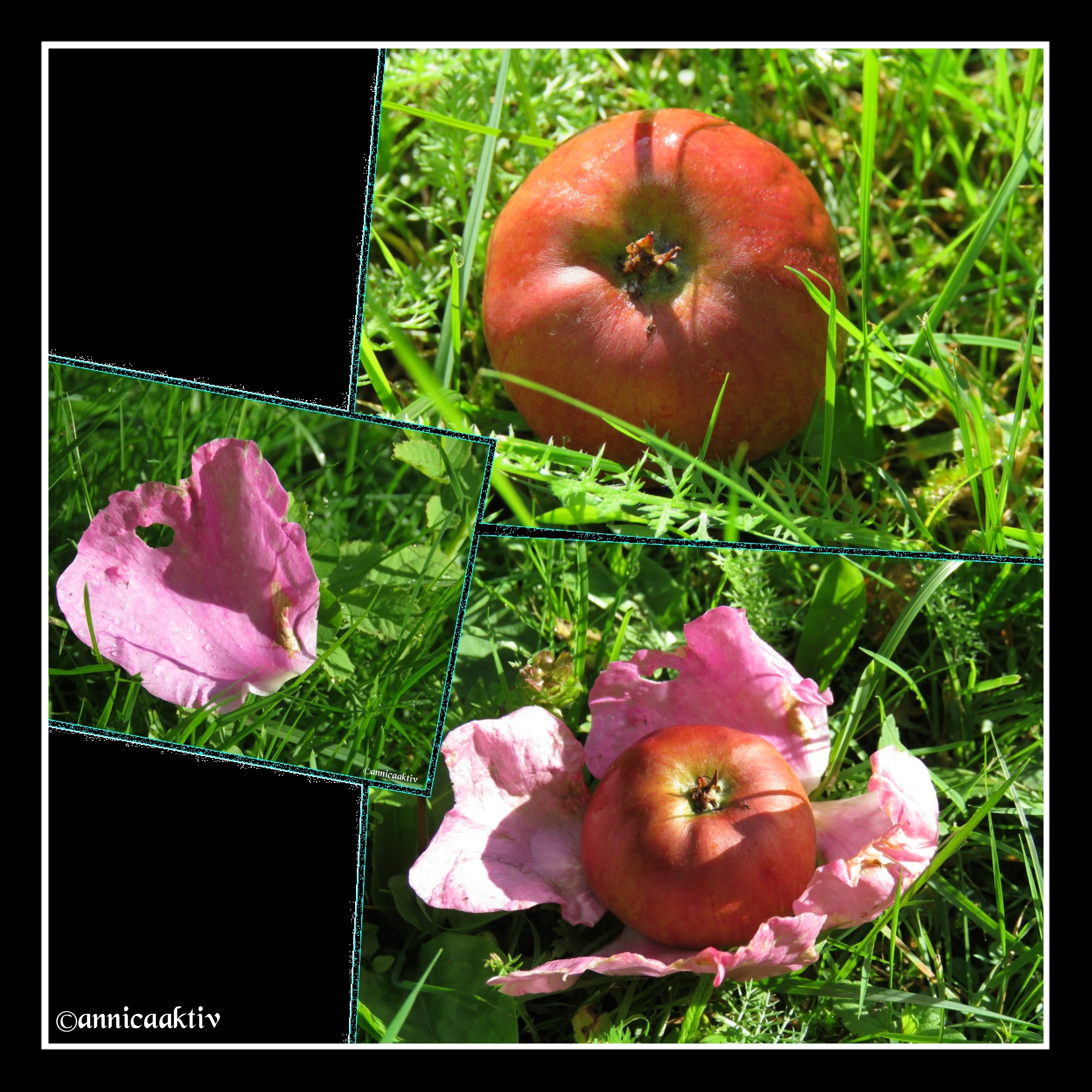 collage äppelros (3)