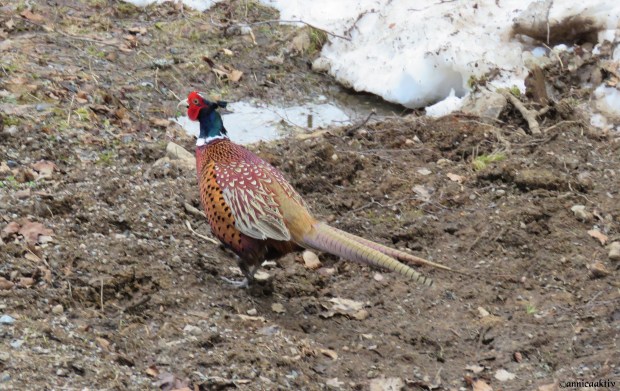 IMG_2871 - kopia (2)