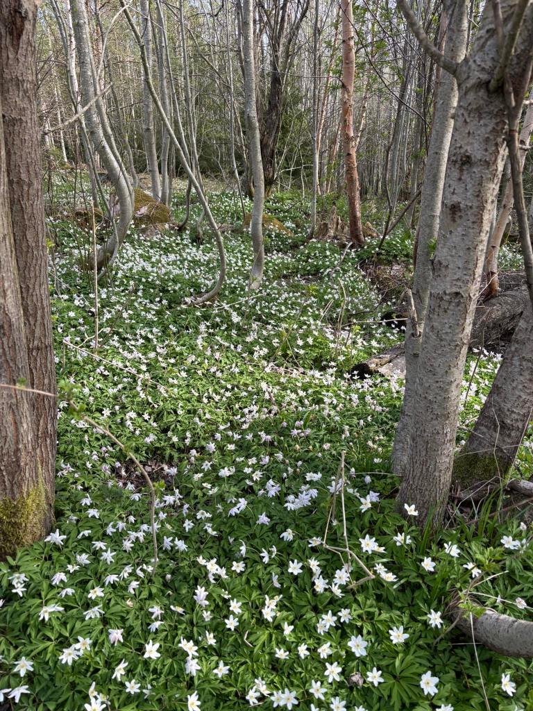 En skog med täta trädstammar och ett golv täckt av vita blommor, omgivna av grön vegetation.